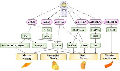 What do we actually know about exosomal microRNAs in kidney diseases?